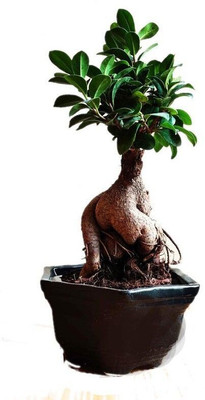 MAMONI TRADERS Ficus Bonsai Plant(Hybrid, Pack of 1)