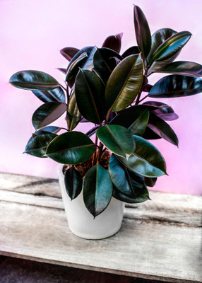 GreenyOn Rubber Tree(Hybrid, Pack of 1)