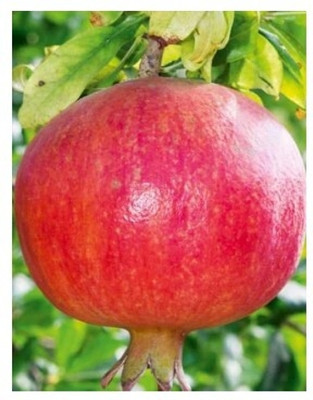 Treeicks Pomegranate Plant(Hybrid, Pack of 1)