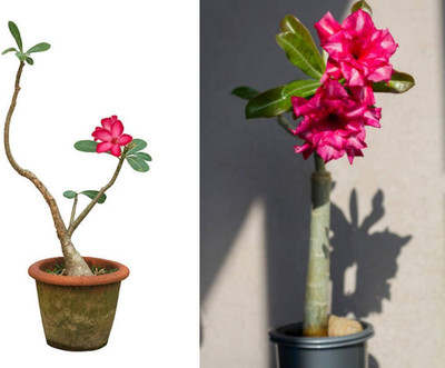 UNIFRESH Adenium Plant(Hybrid, Pack of 1)