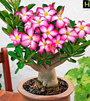 GreenGrowth Adenium Plant(Hybrid, Pack of 1)