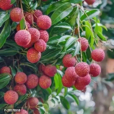thai lichiplant Litchi Plant(Hybrid, Pack of 1)