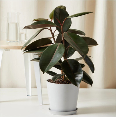 fuegoasiss Rubber Tree(Hybrid, Pack of 1)