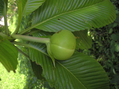 Gardeners Choice Elephant Apple Plant(Hybrid, Pack of 1)