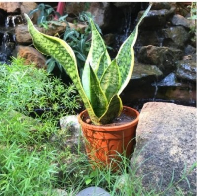 My Dream Nursery Sansevieria Cylindrica Plant(Hybrid, Pack of 1)