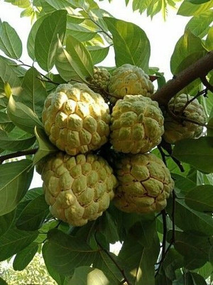 LeafLinkPlants Custard Apple Plant(Hybrid, Pack of 1)