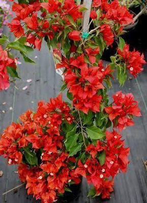 greenhousestore Bougainvillea Plant(Hybrid, Pack of 1)