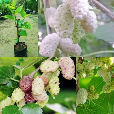 Cloud Farm Shahtoot/Mulberry Plant(Hybrid, Pack of 1)