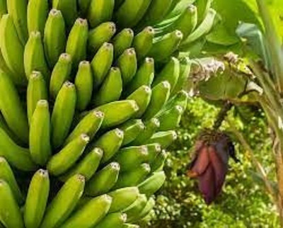 YourPlant Banana Plant(Hybrid, Pack of 1)