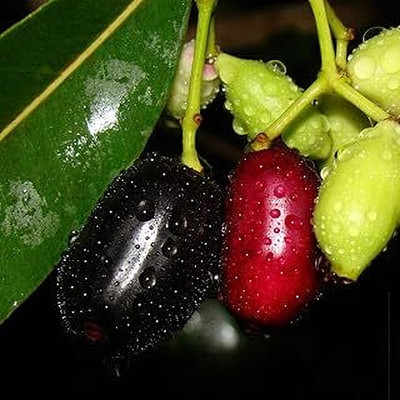 MAITRA AND SONS Jamun Plant(Hybrid, Pack of 1)