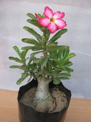 Oxygreenplant Adenium Plant(Hybrid, Pack of 1)