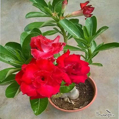 Cloud Farm Adenium Plant(Hybrid, Pack of 1)