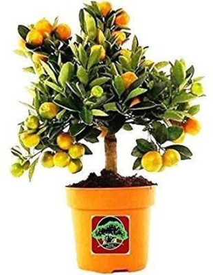 Ukanda Orange Plant(Hybrid, Pack of 1)