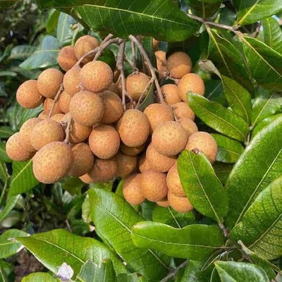 MATARANURSERY Ping Pong Longan Plant(Hybrid, Pack of 1)