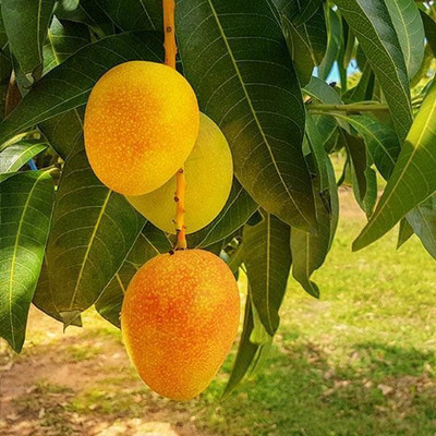 Aquinnah Mango Plant(Hybrid, Pack of 1)