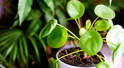 ABEFARIYA Money Plant(Hybrid, Pack of 1)