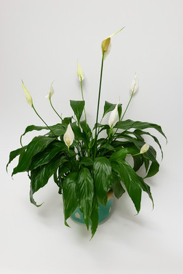 BloomShadow Peace Lily Plant(Hybrid, Pack of 1)
