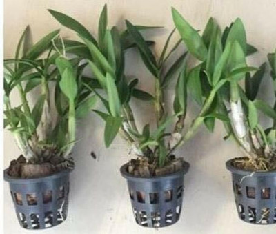 Bakuchi Lily Plant(Hybrid, Pack of 1)