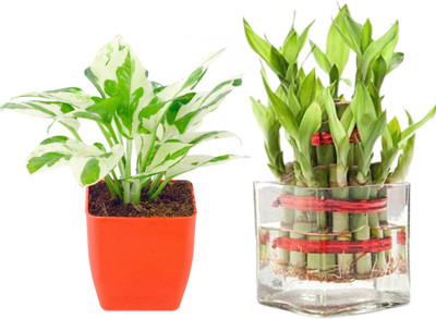 AVR Happiness inhouse Two Layer Bamboo Plant(Pack of 2)