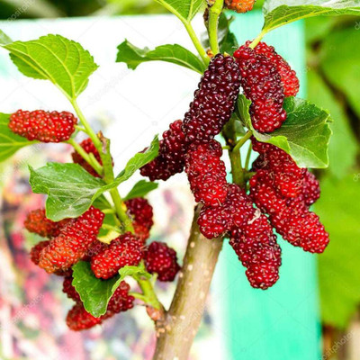 My Dream Nurser Shahtoot/Mulberry Plant(Hybrid, Pack of 1)