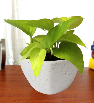 BISWAS GARDEN Golden Money Plant(Hybrid, Pack of 1)