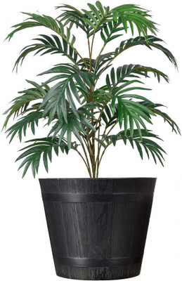 Cloud Farm Areca Palm(Hybrid, Pack of 1)