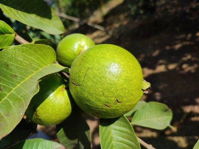 BEWPOLENA Guava Plant(Hybrid, Pack of 1)