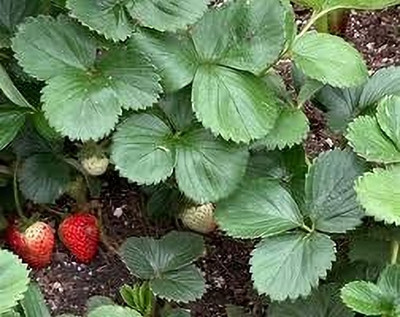 BREEZY BLOOMS Strawberry Plant(Hybrid, Pack of 1)
