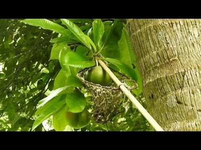 Gardeners Choice Elephant Apple Plant(Hybrid, Pack of 1)