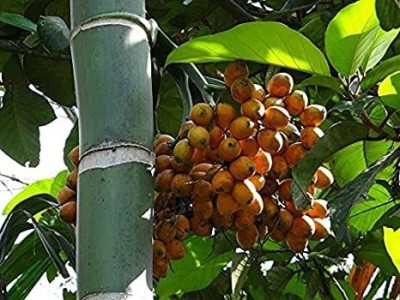 Heaven Of Saplings Betel Nut/Supari Plant(Hybrid, Pack of 1)