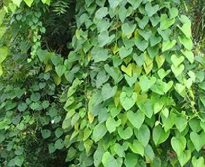 VibeX Giloy Plant/Neem Tree Guruch Fresh Stems Seed(8 per packet)
