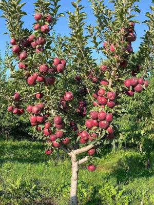 XOLDA Apple Fruit Seed(20 per packet)