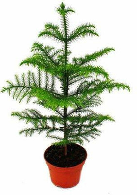 Agroholic Traders Christmas Tree Plant(Hybrid, Pack of 1)