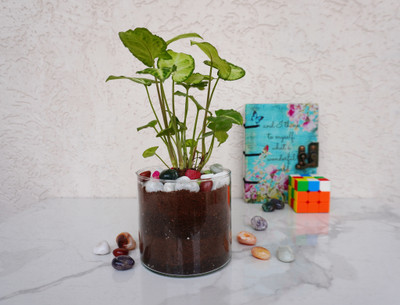 QUICKNCHARM Syngonium Plant(Pack of 1)