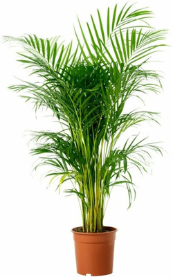 Oxygreenplant Areca Palm(Hybrid, Pack of 1)