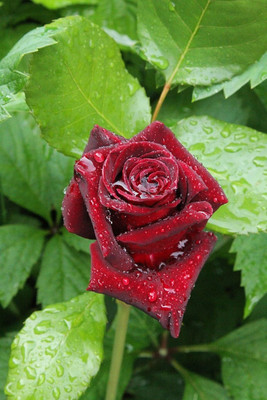 LeafLinkPlants Rose Plant(Hybrid, Pack of 1)