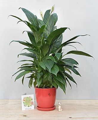 Cloud Farm Anthurium Violet Tail Flamingo Flower lace Plant(Hybrid, Pack of 1)