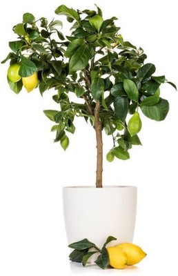 MAMONI TRADERS Lemon Plant(Hybrid, Pack of 1)