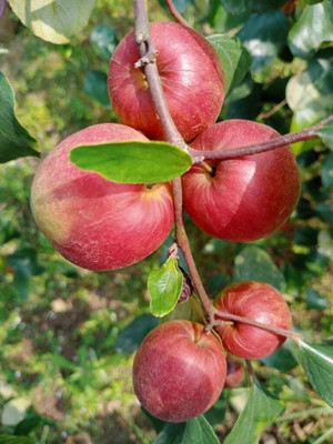 kpenter Ber Apple Plant(Hybrid, Pack of 1)