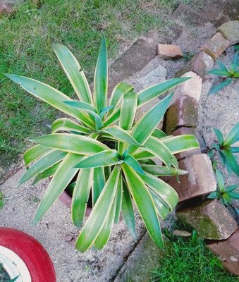 KrishnaNursery Agave Potatotium Plant(Hybrid, Pack of 1)