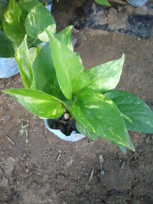 Ukaanda Money Plant(Hybrid, Pack of 1)