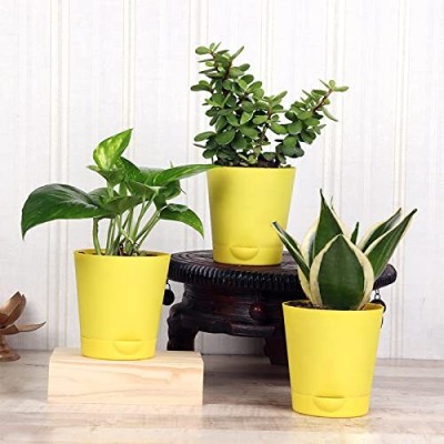 Floweraura Jade Plant, Green Sansevieria Boncel Plant, Money Plant(Hybrid, Pack of 3)