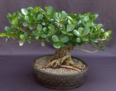 PetalPath ZZ Plant(Hybrid, Pack of 1)