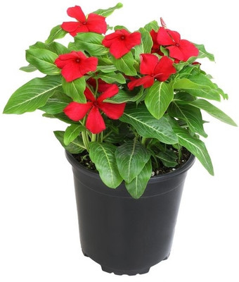 Madagascar Periwinkle Sadabahar/Periwinkle Plant(Hybrid, Pack of 1)