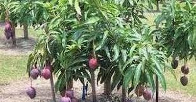 GreenyOn Mango Plant(Hybrid, Pack of 1)