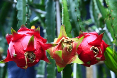 BEWPOLENA Dragon Tree(Hybrid, Pack of 1)