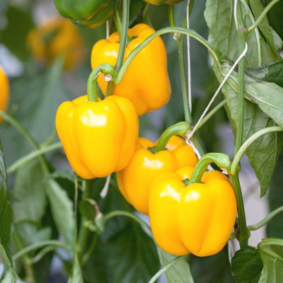 Seedsqlty hybrid capsicum yellow vegetable seeds Seed(20 per packet)