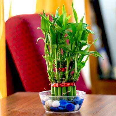 Cambro Three Layer Bamboo Plant(Hybrid, Pack of 1)