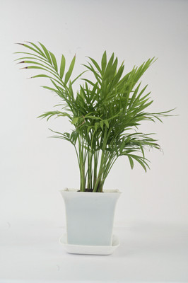 AVR with Happiness inhouse Areca Palm(Pack of 1)
