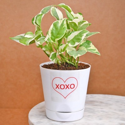 Floweraura Pothos Plant(Pack of 1)